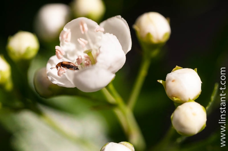 Insecte sur une fleur d'Aubépine Aubepine-011.jpg