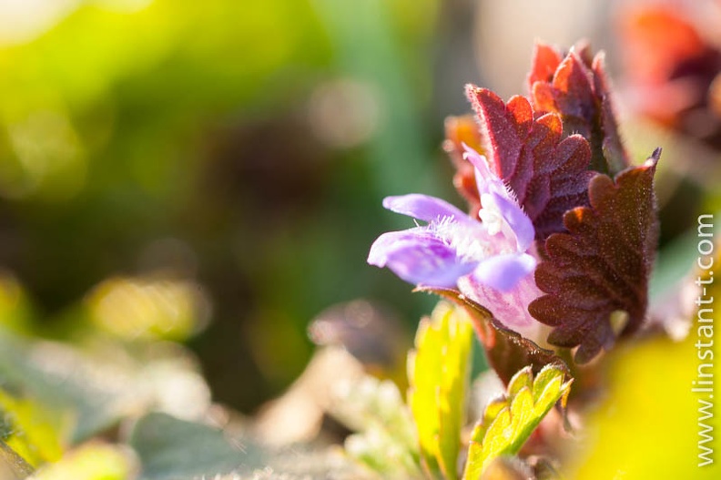 Ajuga reptans, famille des Lamiacées, lieux herbeux et humides, bois, jusqu'à 2000m d'altitude Bugle-011.jpg