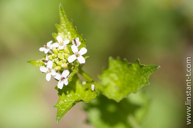 fleur sauvage en gros plan Crucifere-002.jpg