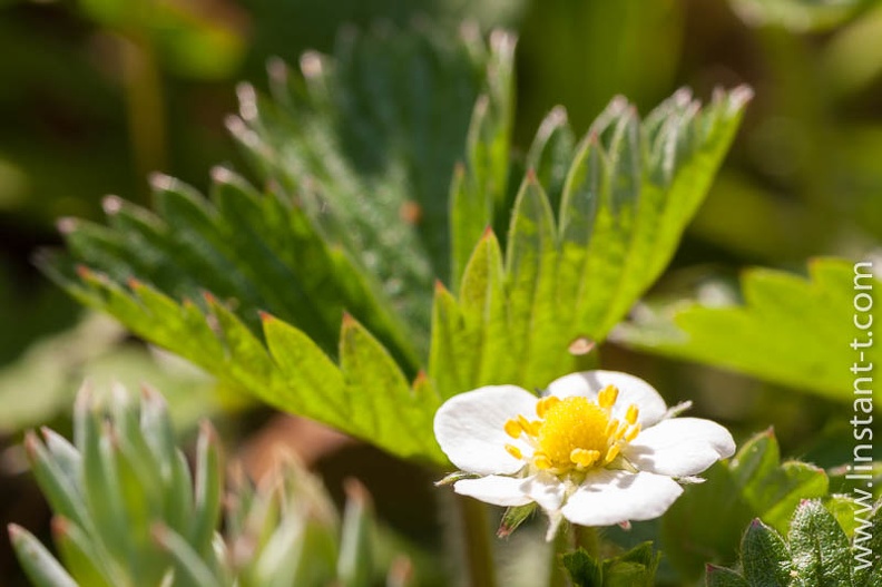 fleur de Fraisier des bois en gros plan Fraisier-006.jpg