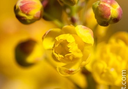 Mahonia-faux-houx-004