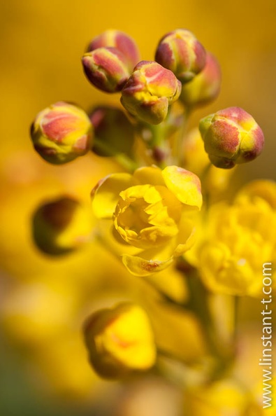 Mahonia-faux-houx-004.jpg