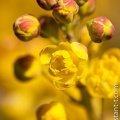 Mahonia-faux-houx-004