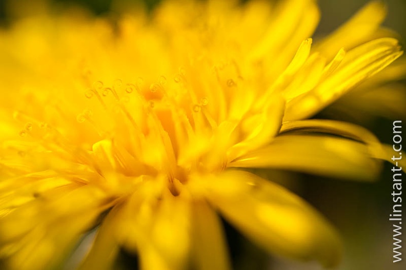 fleur sauvage en gros plan Pissenlit-024.jpg