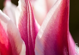 Tulipe-014