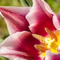 Tulipe-020.jpg