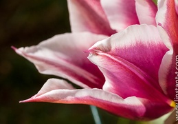 Tulipe-026