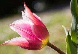 Tulipe-028