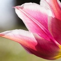 Tulipe-029.jpg