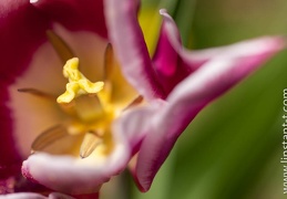 Tulipe-034