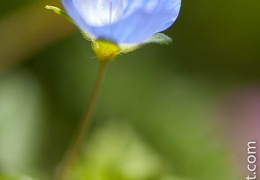 Veronique-006