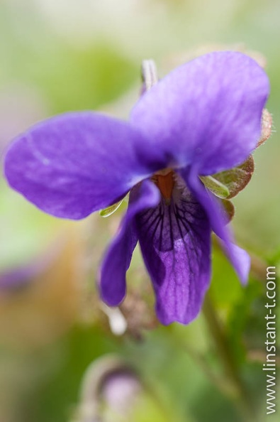 Violette-007.jpg