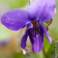 Violette-007.jpg