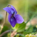 Violette-009
