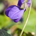 Violette-022.jpg