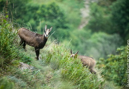 Chamois-097