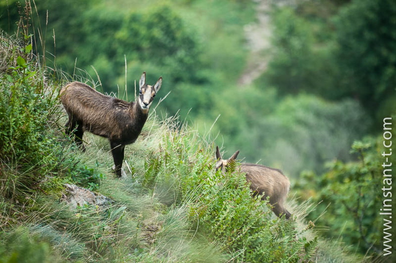 Chamois-097.jpg