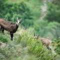 Chamois-097.jpg