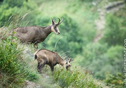 Chamois-101