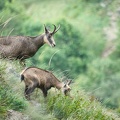 Chamois-101.jpg