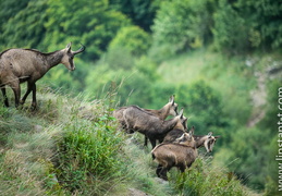 Chamois-103