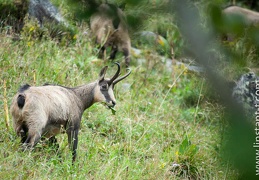 Chamois-115