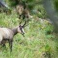 Chamois-115.jpg