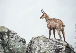 Chamois-134