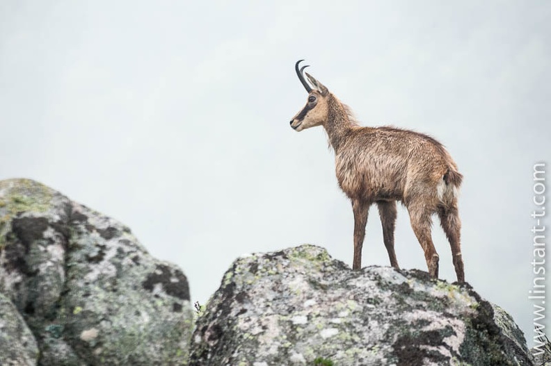 Chamois en vigie sur son rocher. Chamois-134.jpg