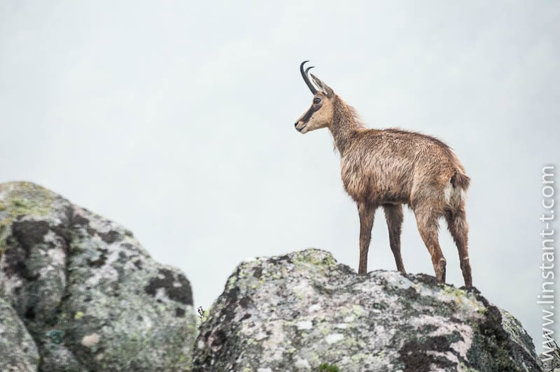 Chamois-134.jpg