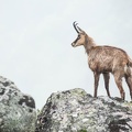 Chamois-134.jpg