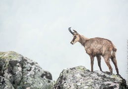 Chamois-135