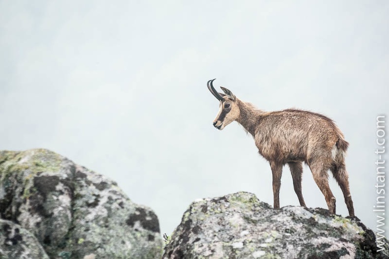 Chamois en vigie sur son rocher. Chamois-135.jpg