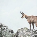 Chamois-135.jpg