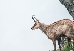Chamois-136