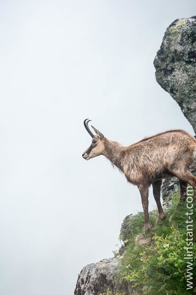 Chamois face au vide dans les Vosges. Chamois-136.jpg