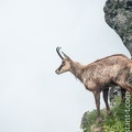 Chamois-136.jpg