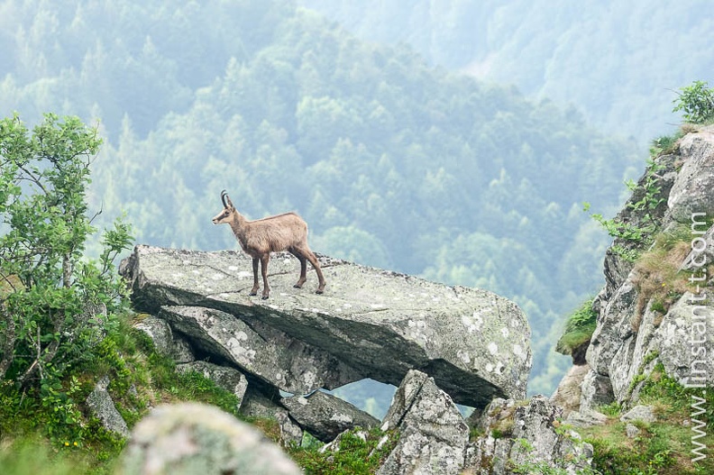 Chamois en vigie sur son rocher dans les Vosges. Chamois-137.jpg