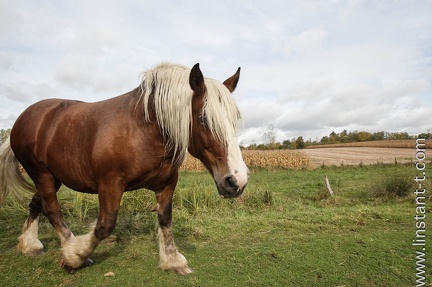 Chevaux-006