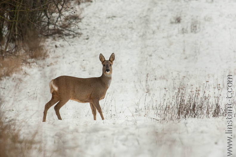 Un chevreuil sur la neige en lisière de haie Chevreuil-050.jpg