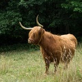 HightlandCattle-004.jpg