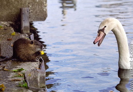 Ragondin et Cygne