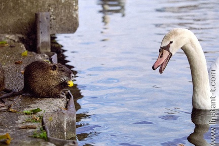 Ragondin et Cygne