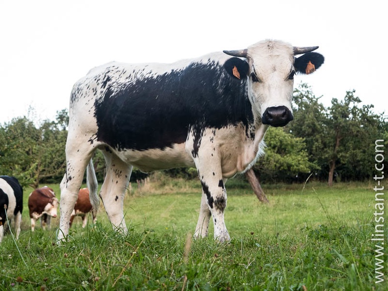 Vache ce race Vosgienne au pâturage. Vache-001.jpg
