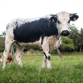 Vache-001.jpg