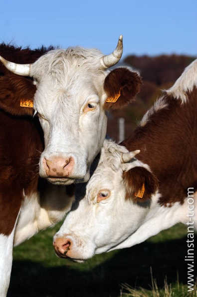 Deux Vaches se font des câlins au pâturage. Vache-005.jpg