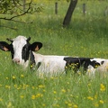 Vache-023