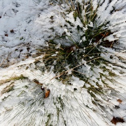 Neige Glace