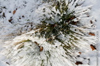 Neige Glace