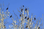 Oiseaux